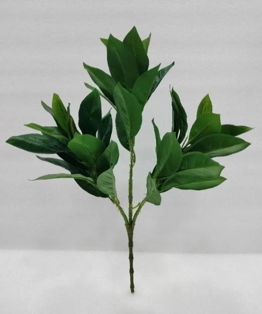 Alyxia Stellata Leaves Stick Med